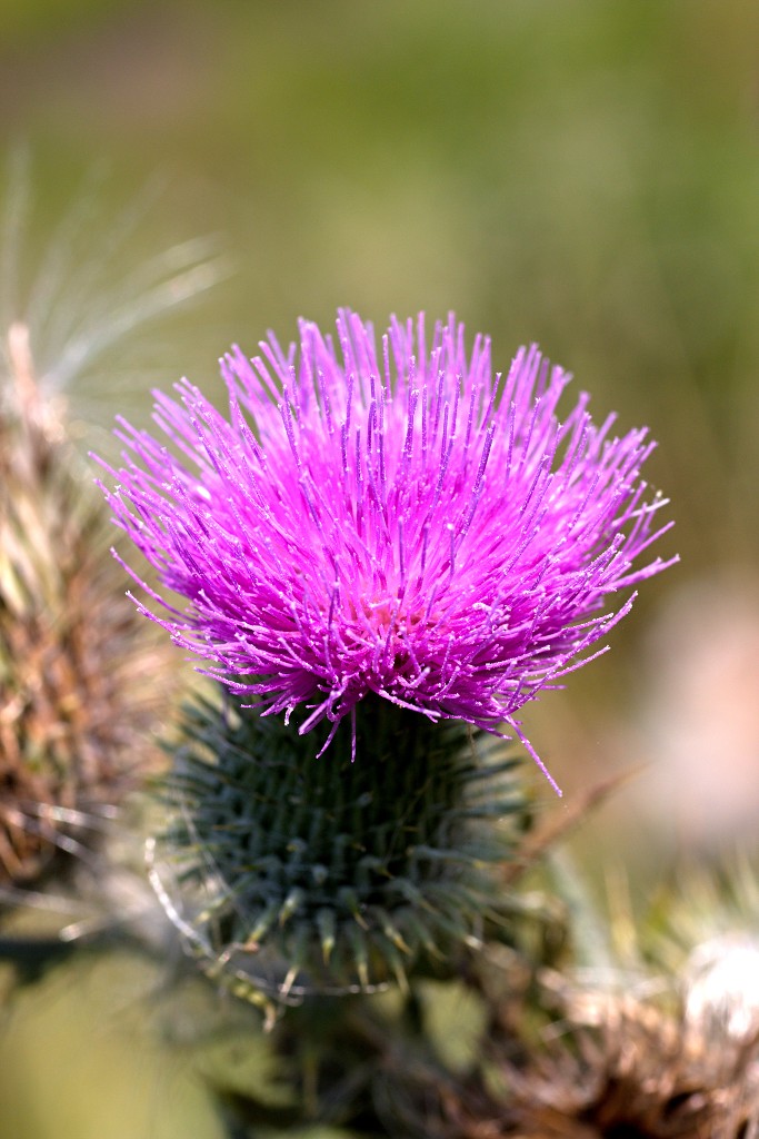 tiengemeten natuur natuurgebied natuurmonumenten hdr schotse hooglanders rien poortvliet museum eiland polder platteland